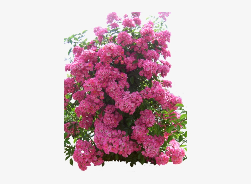Download Flowers Garden - Transparent Png Garden - HD Transparent PNG ...