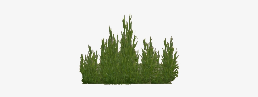 Seaweed - Seaweed Png, transparent png download