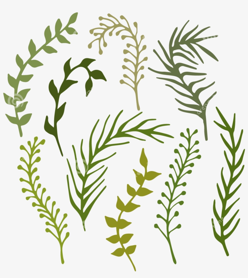 Hand Painted Seabed Green Seaweed Water Plants - Sea Weed Illustration, transparent png download