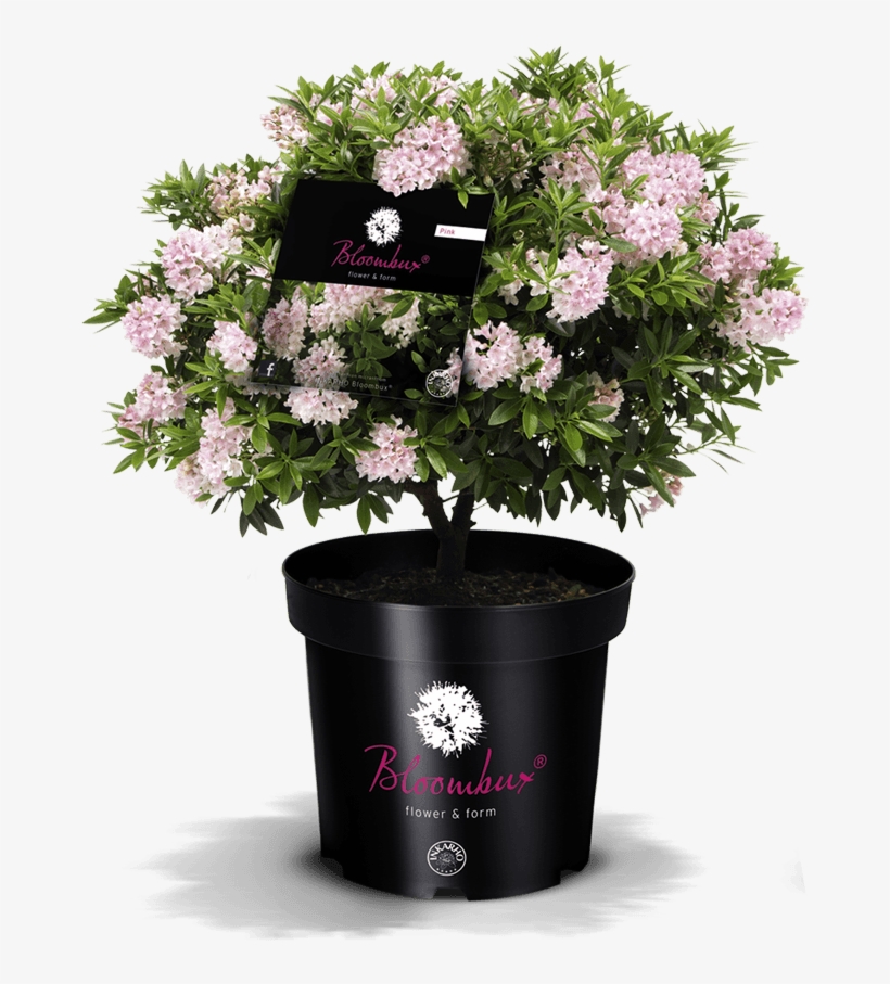 Bloombux® Ideal For The Garden And The Tub - Rhododendron 'nugget By Bloombux', transparent png download