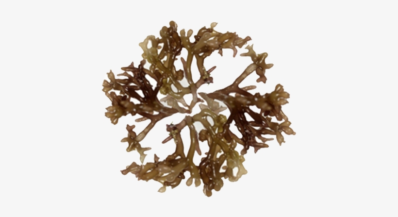 Ogo Seaweed - Kahuku Ogo, transparent png download