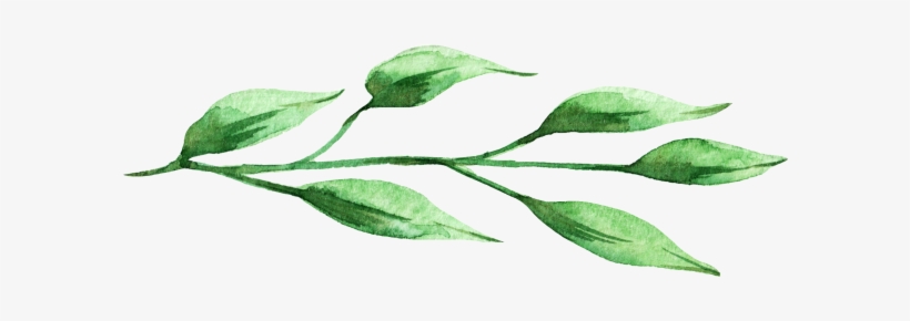 Commissioned From Myks0 - Distaff Thistles, transparent png download