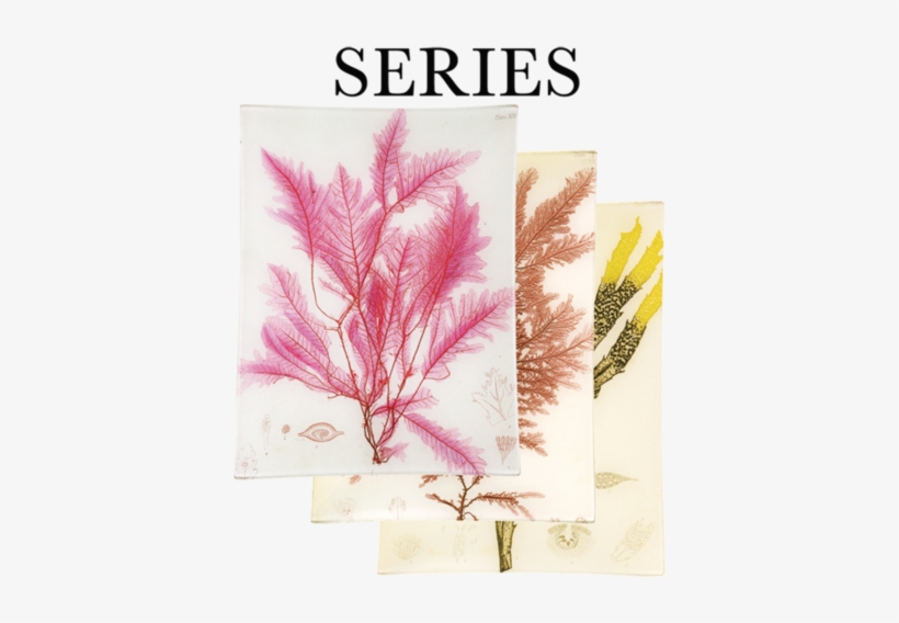 Pressed Seaweeds - Art Print: Red Botanical Study Iv By Kimberly Poloson, transparent png download
