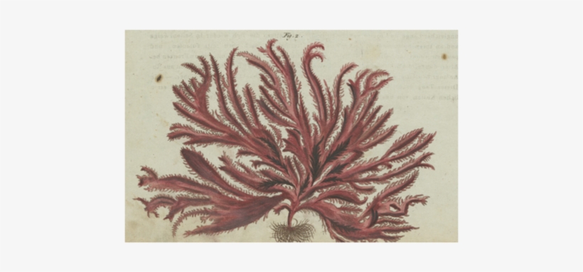 Red Seaweed - John Derian, transparent png download