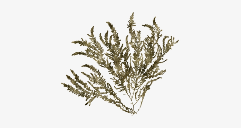 Click And Drag To Re-position The Image, If Desired - Cypress Family, transparent png download