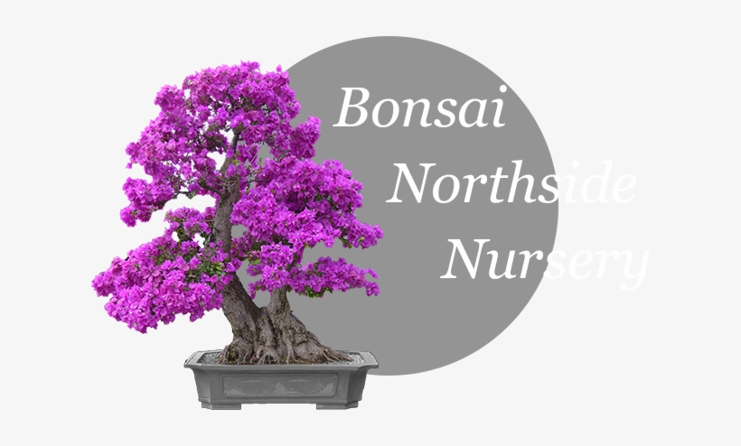 Bonsai Northside Nursery Logo - Bonsai, transparent png download