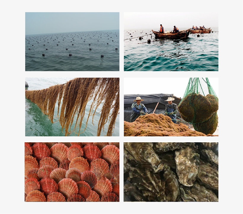 Qingdao Gather Great Ocean Seaweed Culture Co - Qingdao, transparent png download