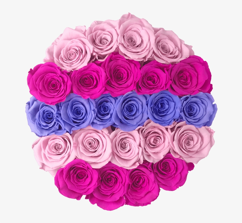 Prev - Garden Roses, transparent png download