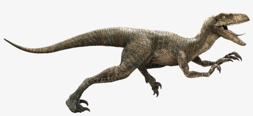 Download Jurassic World Png Transparent Image - Il Velociraptor, transparent png download