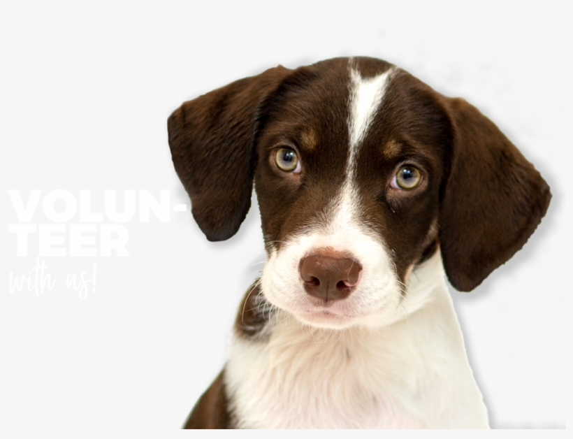 Your Donations Make All The Difference - English Foxhound, transparent png download
