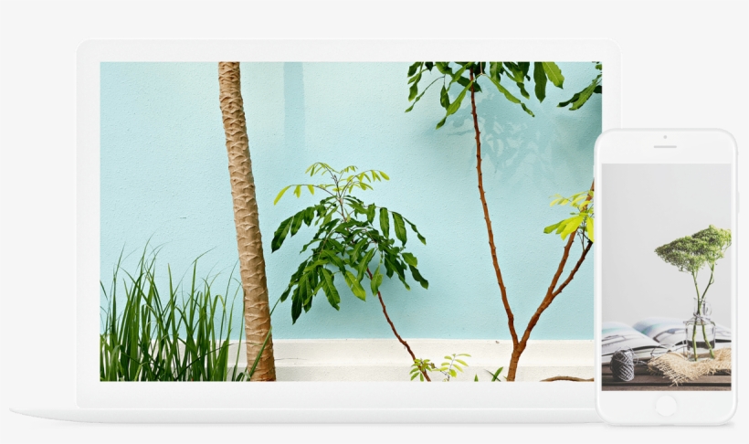Feature - Plants, transparent png download