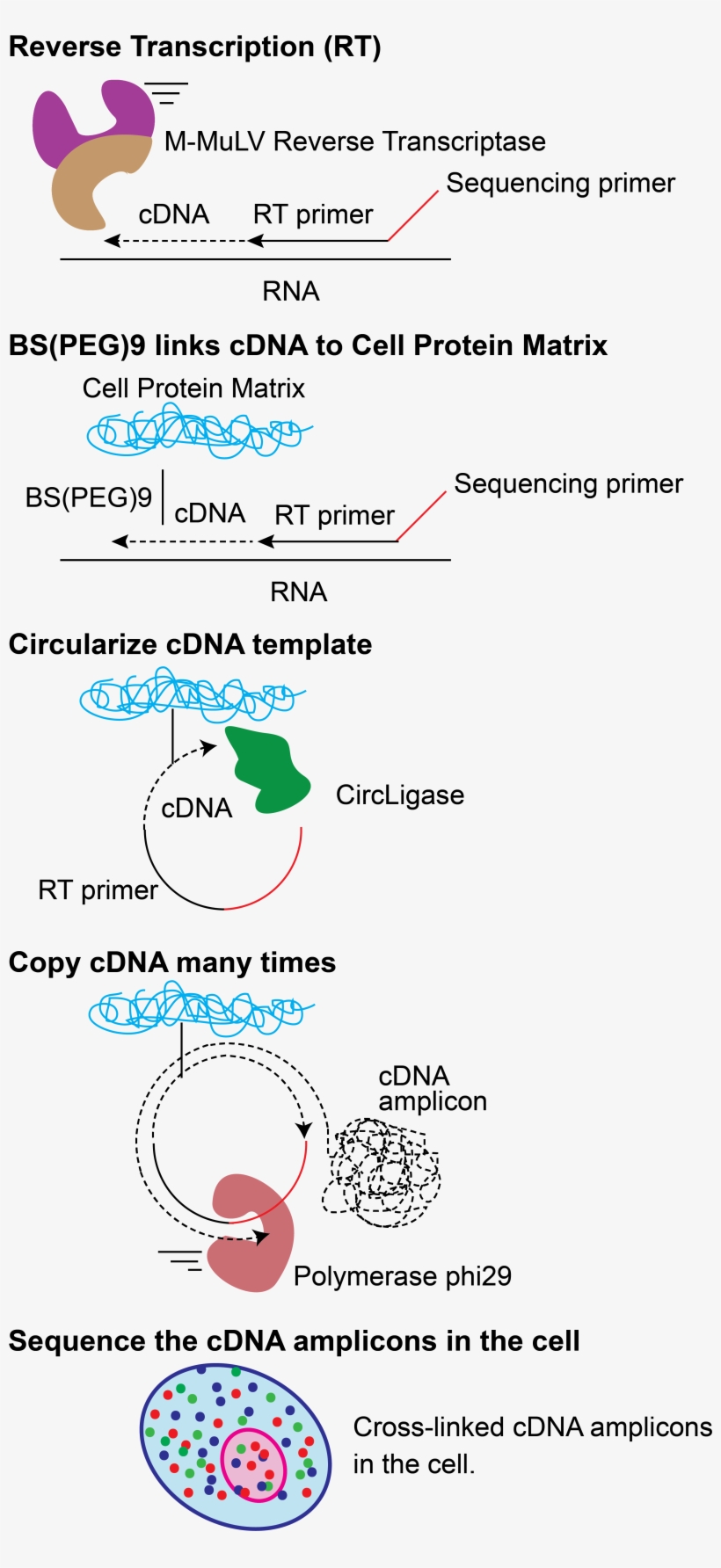 Fisseq Schematic - Diagram, transparent png download