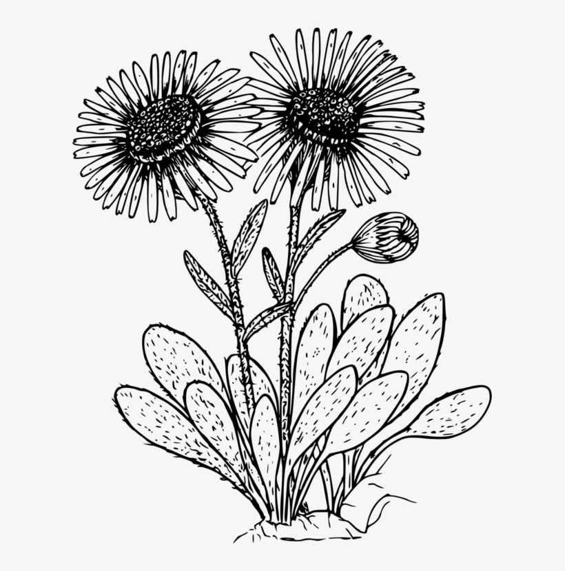 609 X 750 3 - Daisies Clipart Black And White, transparent png download