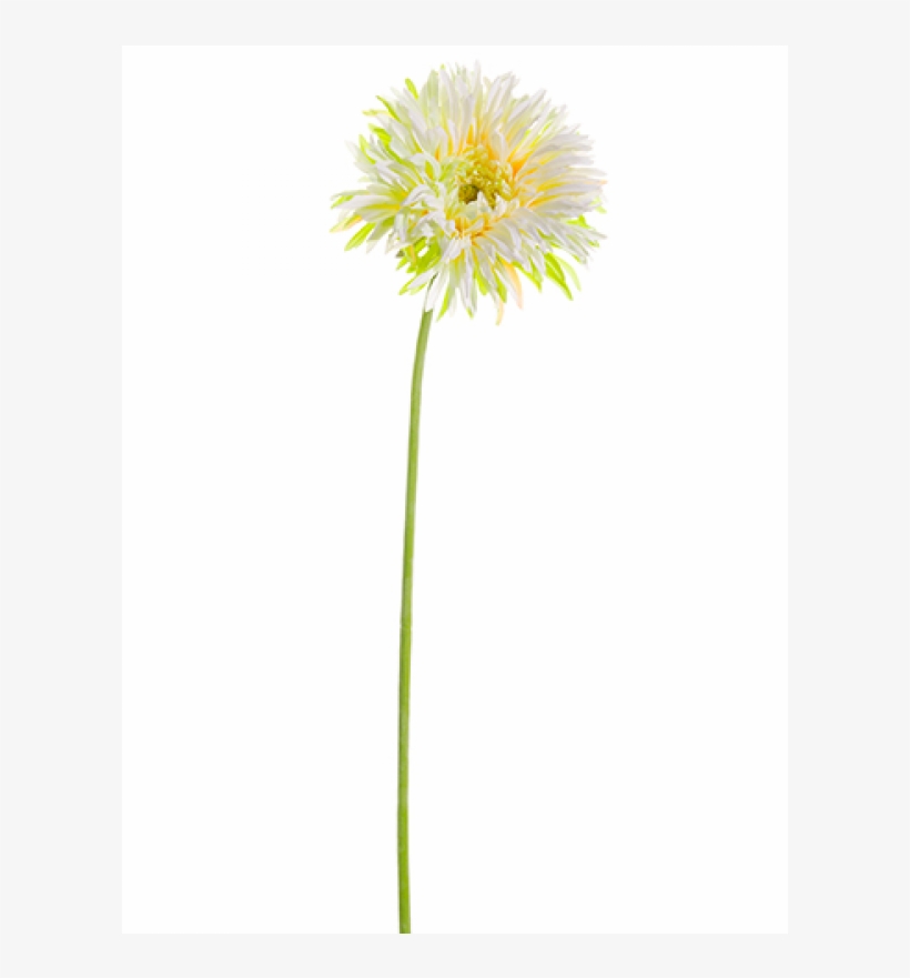33" Gerbera Daisy Spray White Green - Pasqueflower, transparent png download