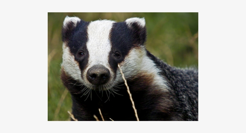 Badger Uk, transparent png download