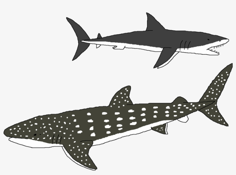 1024 X 700 1 - Whale Shark, transparent png download