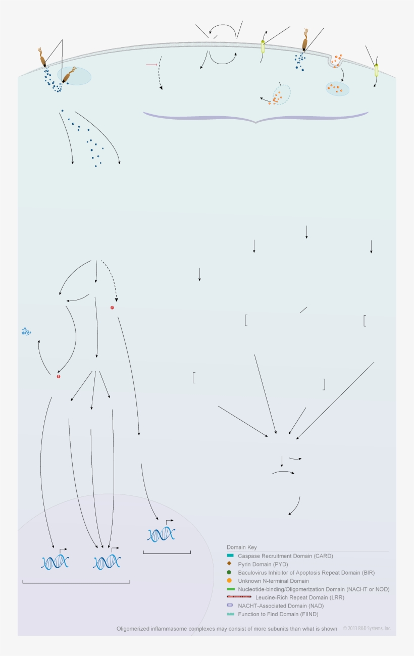Nod-like Receptor Signaling Pathways - Sketch, transparent png download