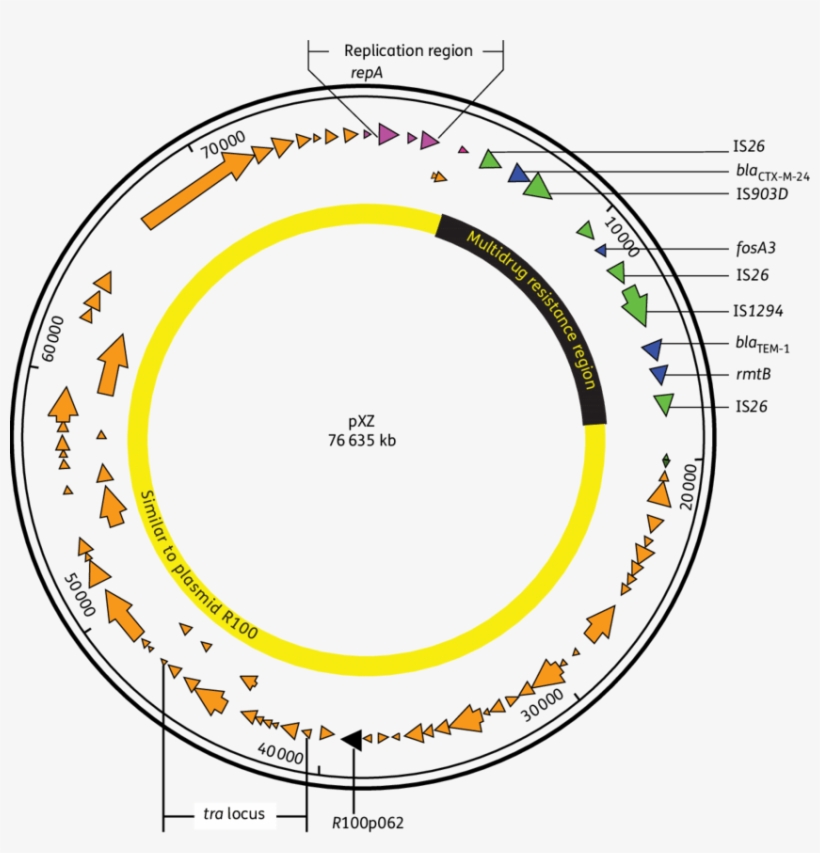 Circular Map Of Plasmid Pxz - Truong Cao Dang Y Te Quang Nam, transparent png download