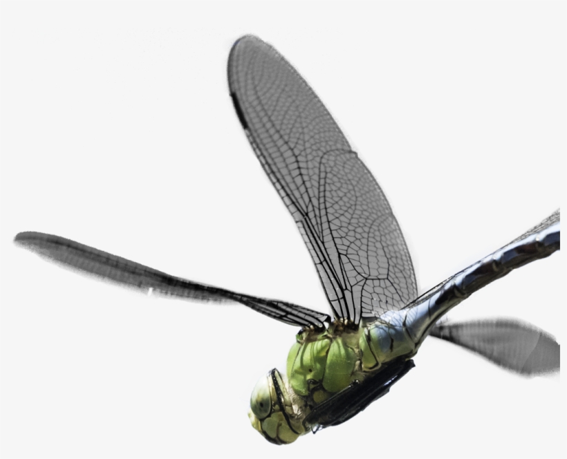 Creating Visuals And Soundscapes - Hawker Dragonflies, transparent png download