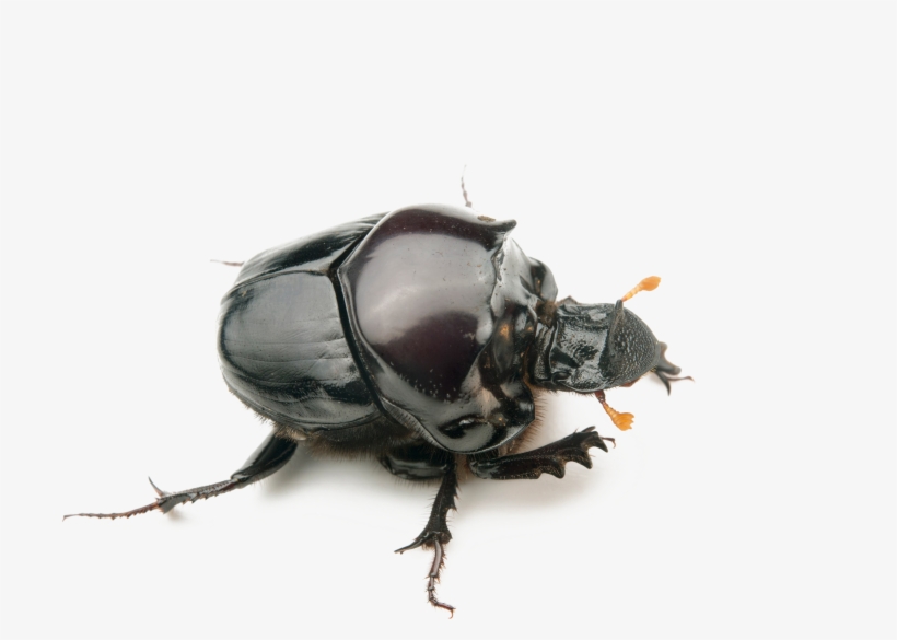 Dung Beetle Transparent Background - Dung Beetle Transparent, transparent png download