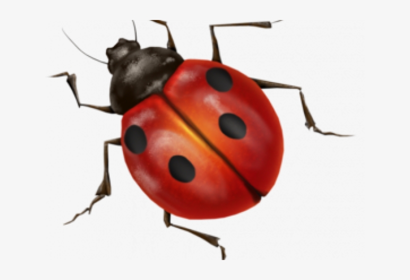 Insect Images No Background, transparent png download