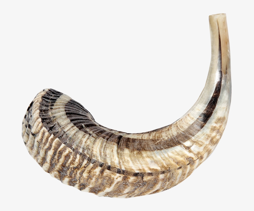 Ram's Shofars - Ivory, transparent png download