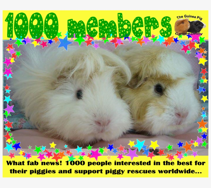 The Guinea Pig Community On Facebook Now Has 1000 Members - Guinea Pig, transparent png download