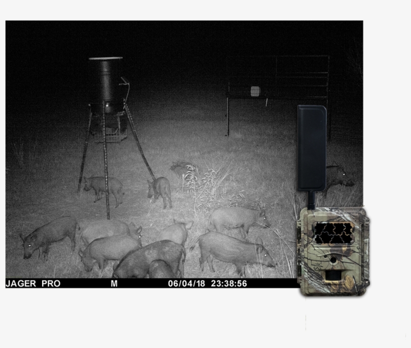 Texas Wild Hog Control Will Assess Your Property At - Monochrome, transparent png download