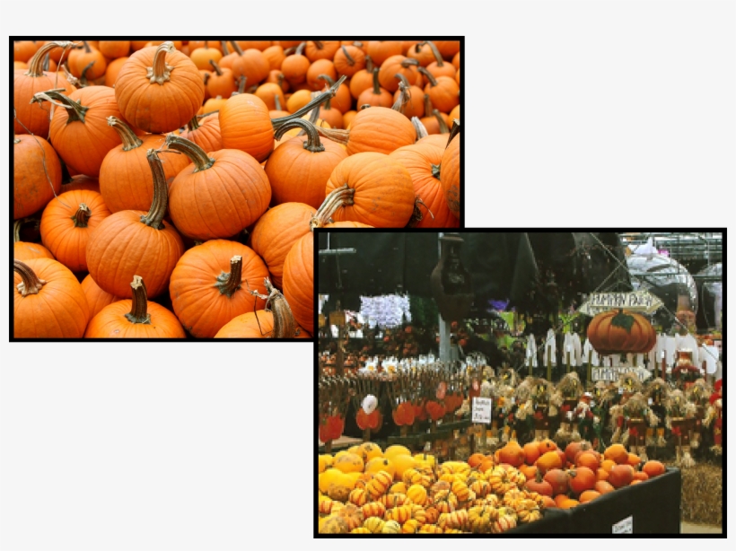 Pumpkin Patch In Manalapan Nj - Pumpkin, transparent png download
