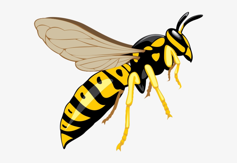 Wasp Png Download Image - Wasp Clipart, transparent png download