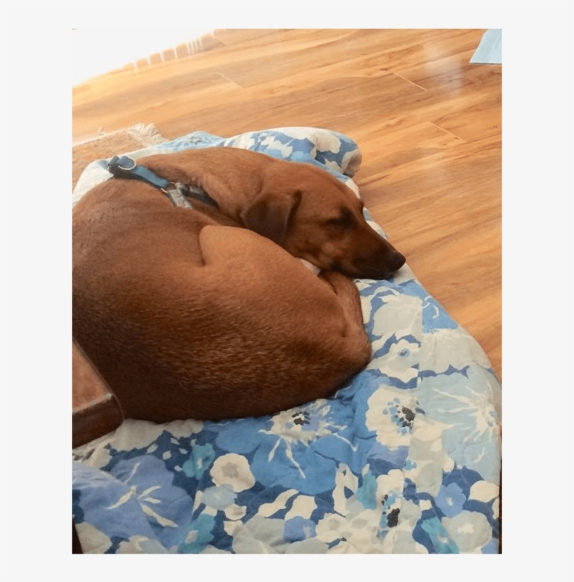 Adult Rate - Companion Dog, transparent png download