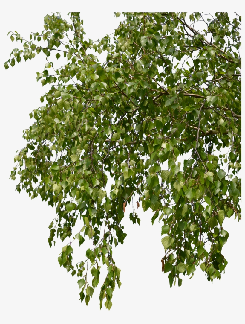 Birch, transparent png download