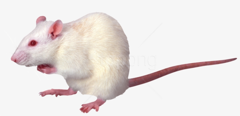 Free Png Mouse Png Png Images Transparent - Photoacoustic Imaging, transparent png download