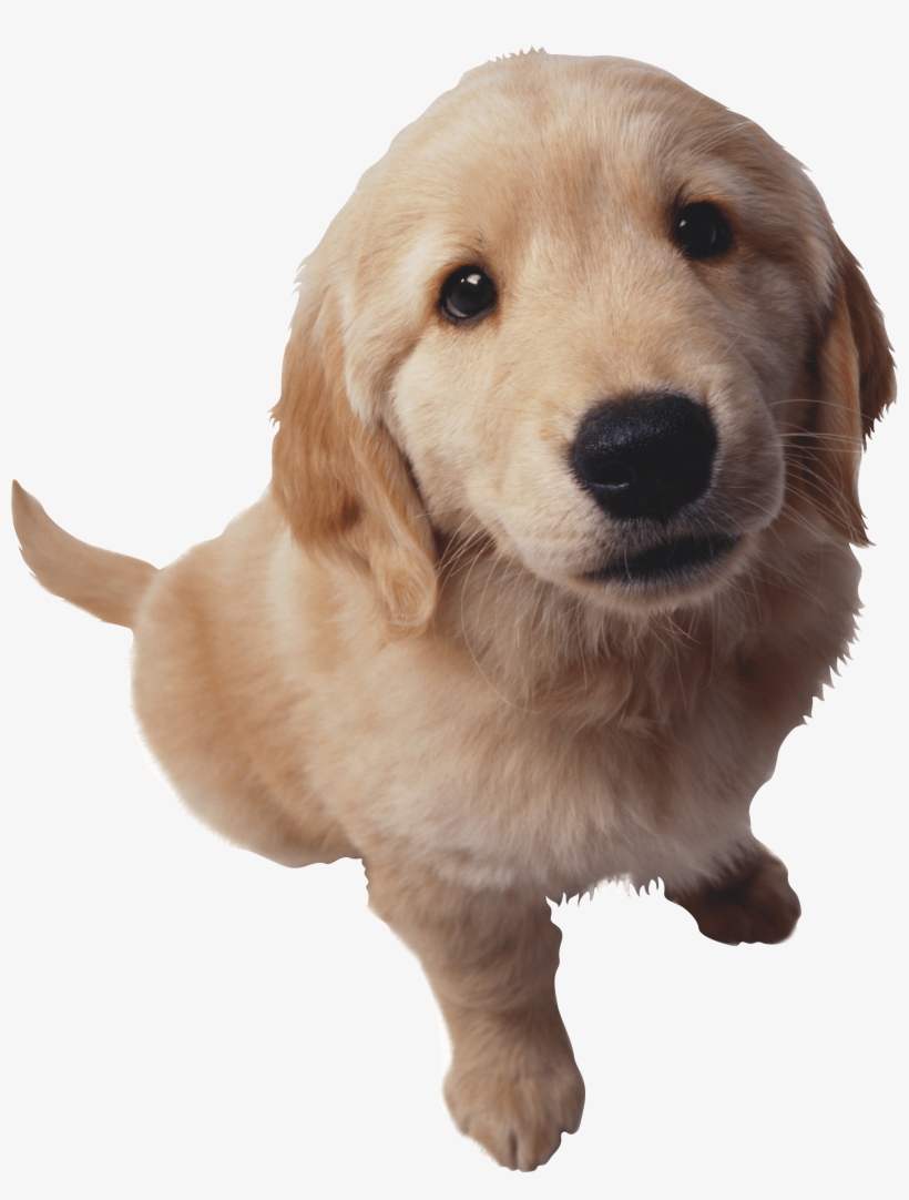 Puppy Dog Pals Png, transparent png download