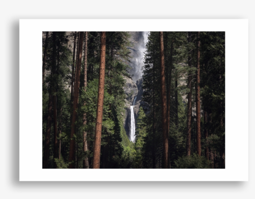 Spruce-fir Forest, transparent png download