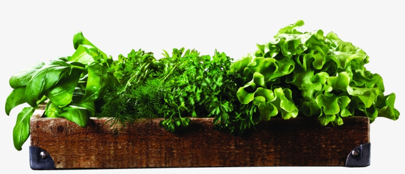 Herbs - Leaf Vegetable, transparent png download