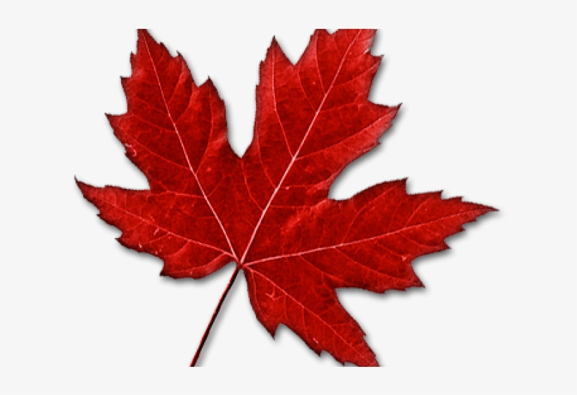 Images Of Maple Leaf - Maple Leaf Clipart Png, transparent png download