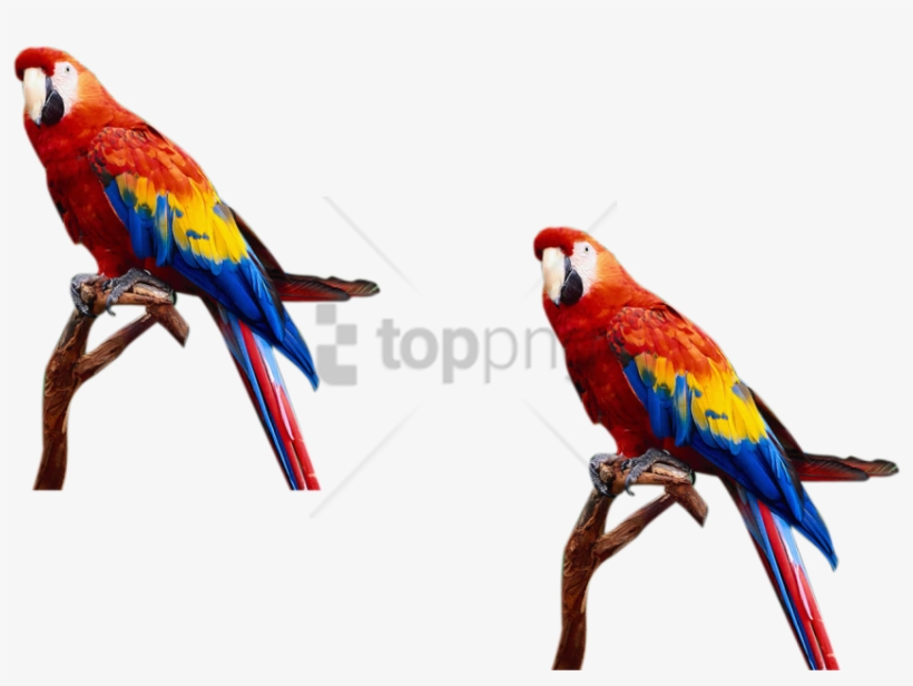 Download S For Photoshop Png Images Background Toppng - Birds And Animals Png, transparent png download