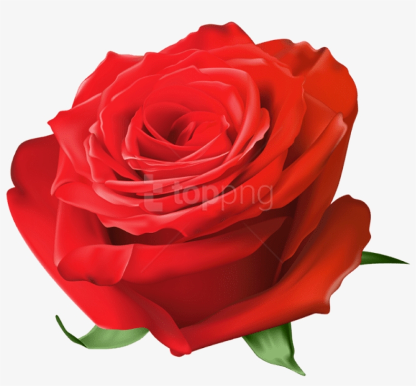 Free Png Download Red Rose Transparent Png Images Background - Blue Rose Transparent, transparent png download