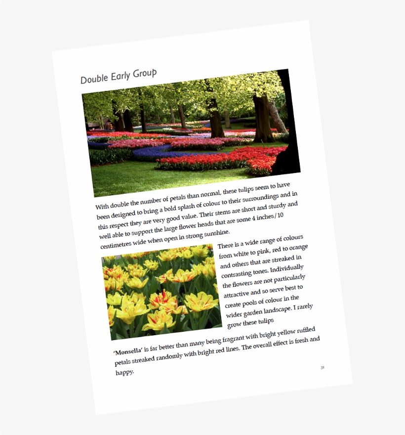 Tulip Bulbs Can Be Planted Any Time Up Until The End - Tulip, transparent png download