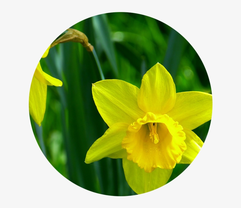 D Une Jonquille, transparent png download