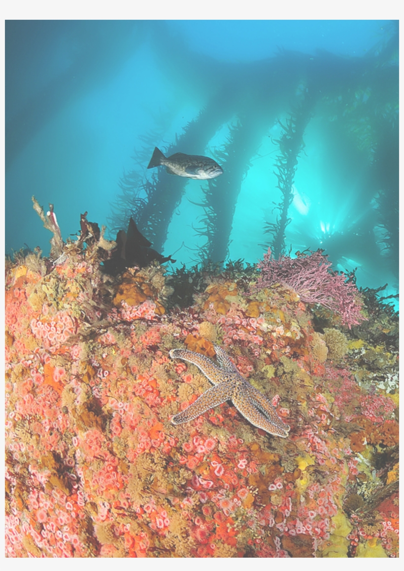 Cropped Rodrigo Beas Kelpforest Database - Monterey Bay Underwater, transparent png download