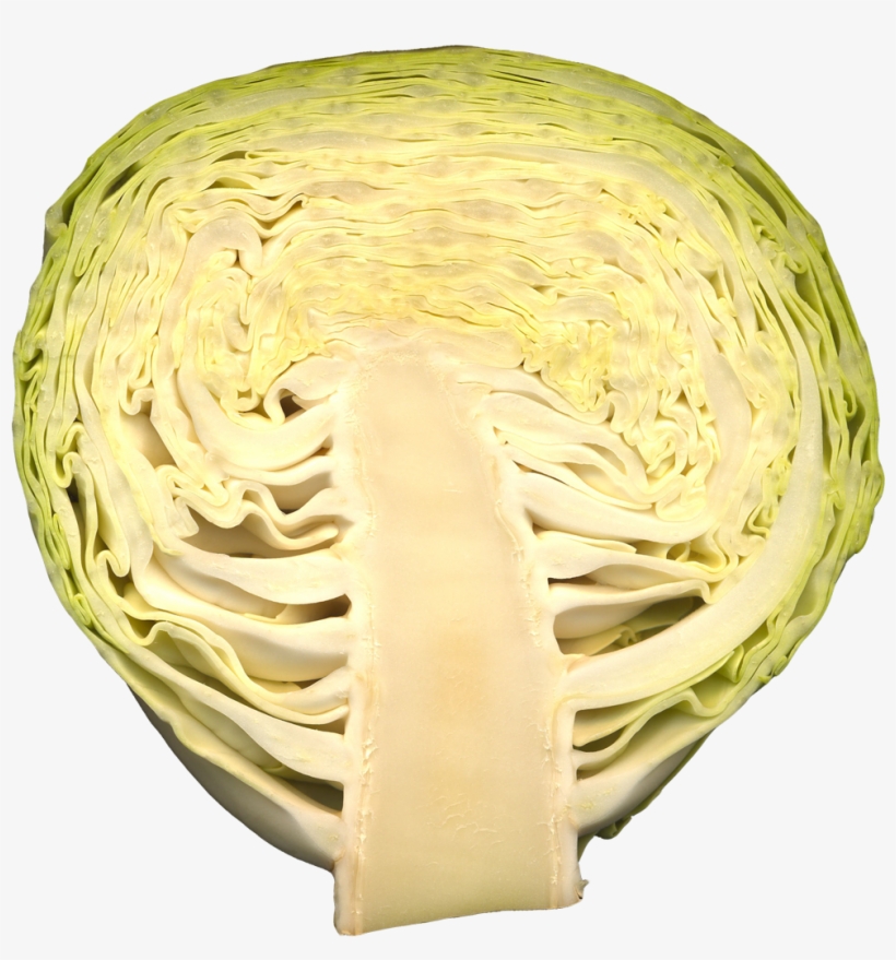 This Png File Is About Vegetables , Cabbage - Circle, transparent png download