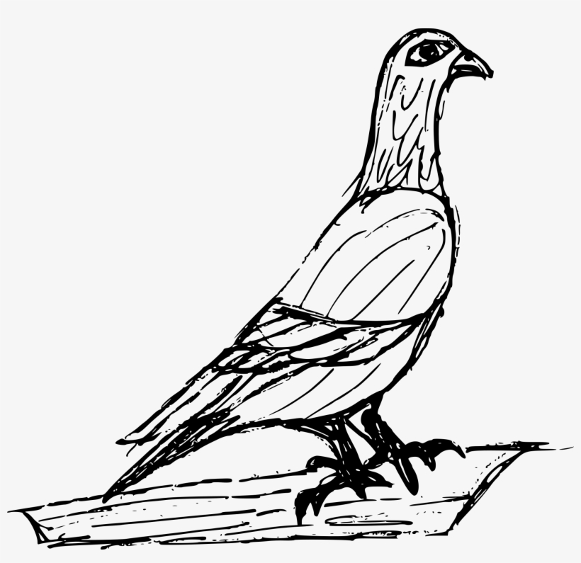 Free Download - Sketch, transparent png download