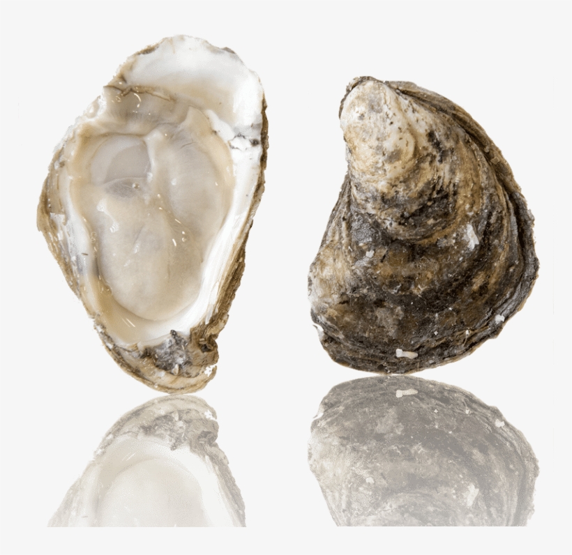 Barcat Oysters, transparent png download
