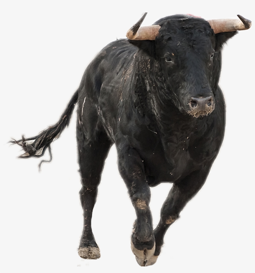 Bull Taurus Running Rodeo Sticker By Sky Bull Running Png Transparent