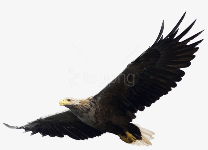 Free Png Download Eagle Png Images Background Png Images - Eagle Png, transparent png download