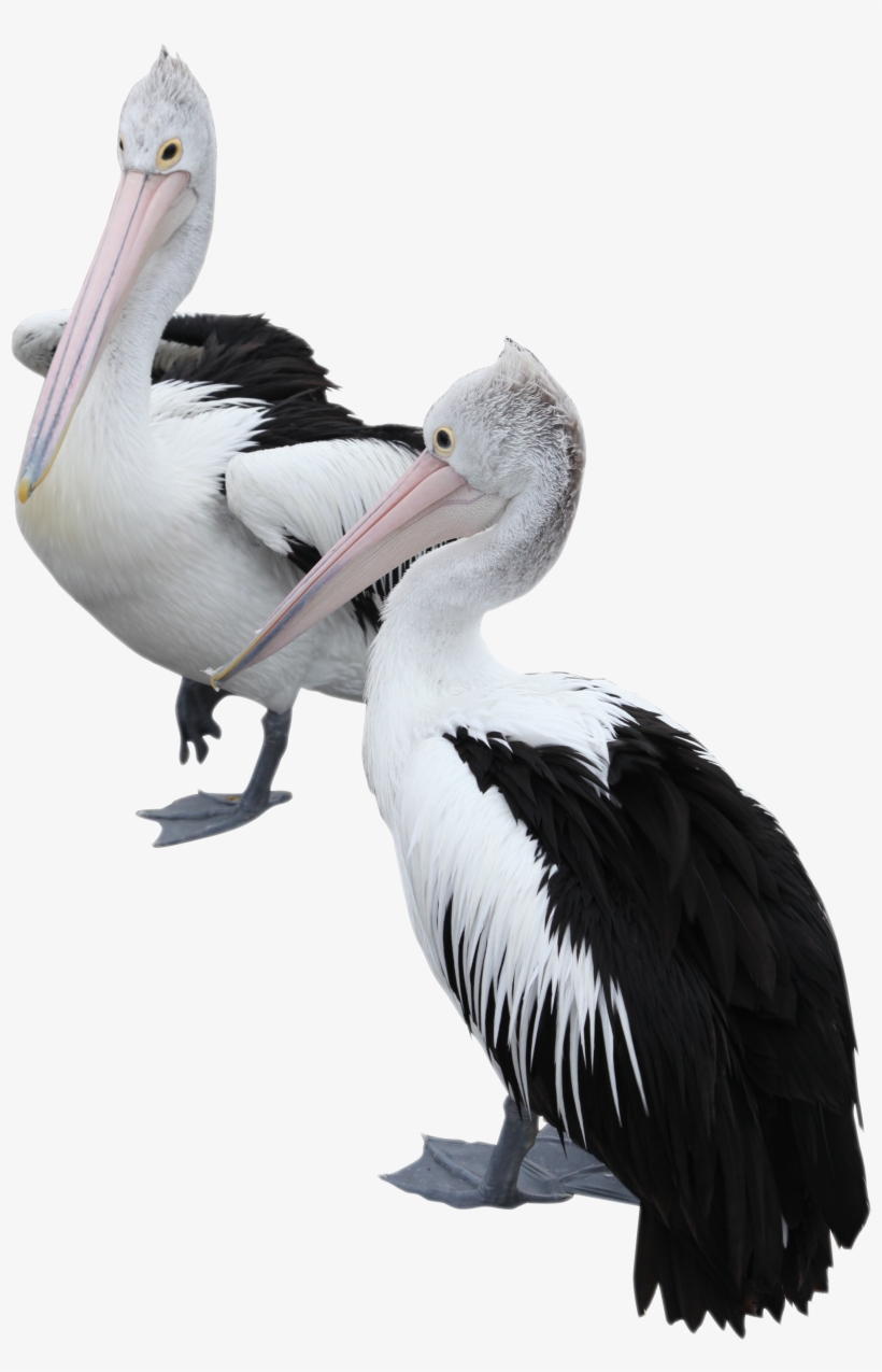 Two Pelicans Png Image - Brown Pelican, transparent png download