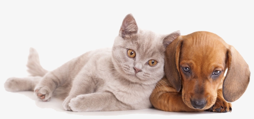And Horse Sitting Pet Dog Together Cat Clipart - Cat And Dog Hd, transparent png download