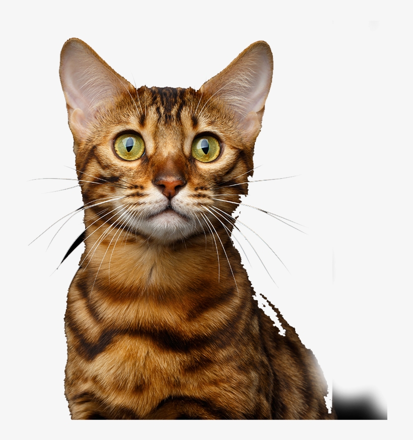 Shopping Background Dog Shopping Background Cat - Cat, transparent png download